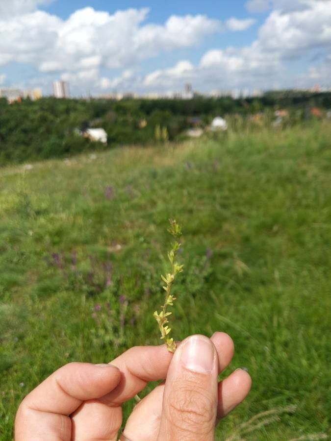 Veronica verna fruit