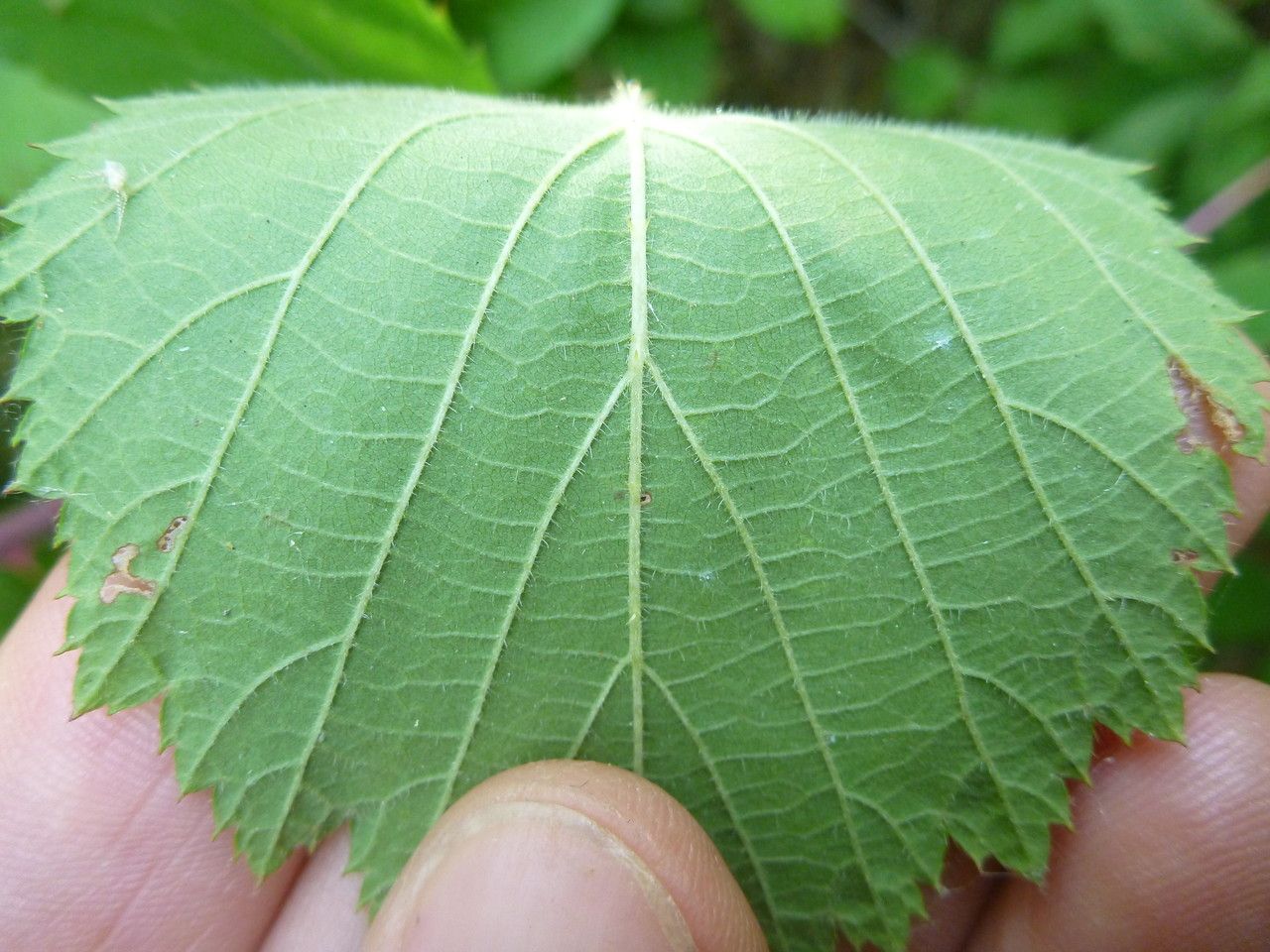 Rubus multifidus — houseplant care guide