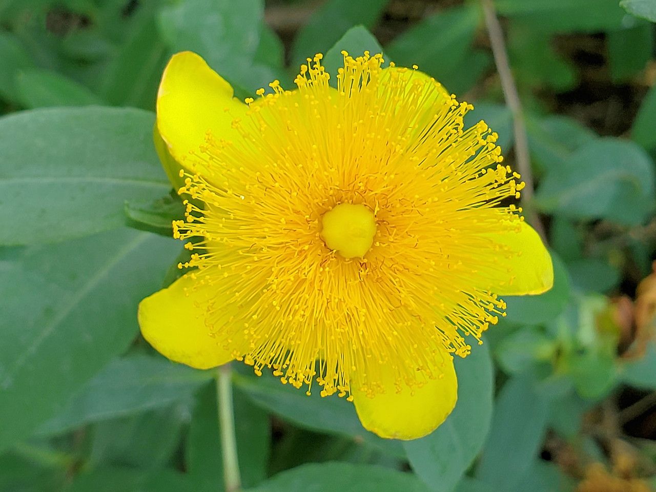 Hypericum frondosum flower