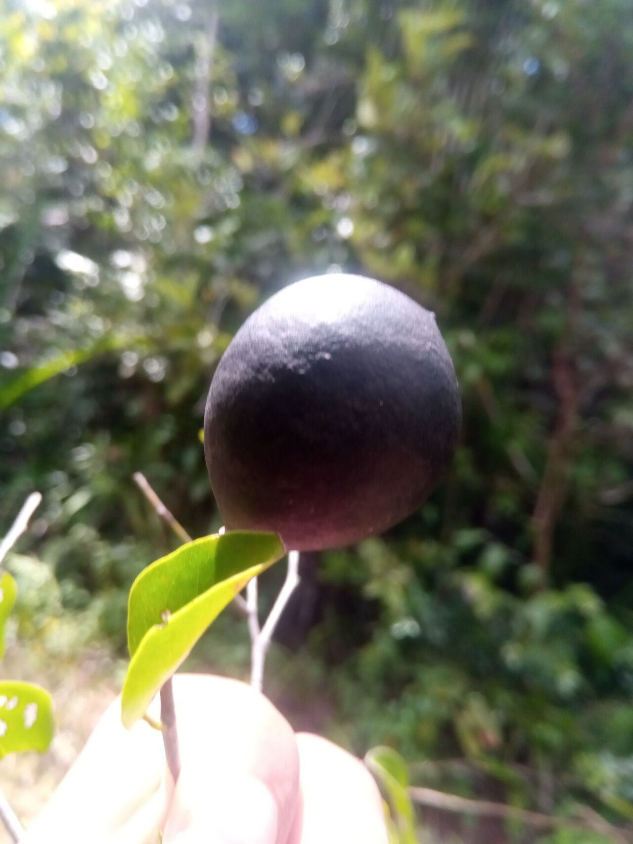 Dialium unifoliolatum fruit