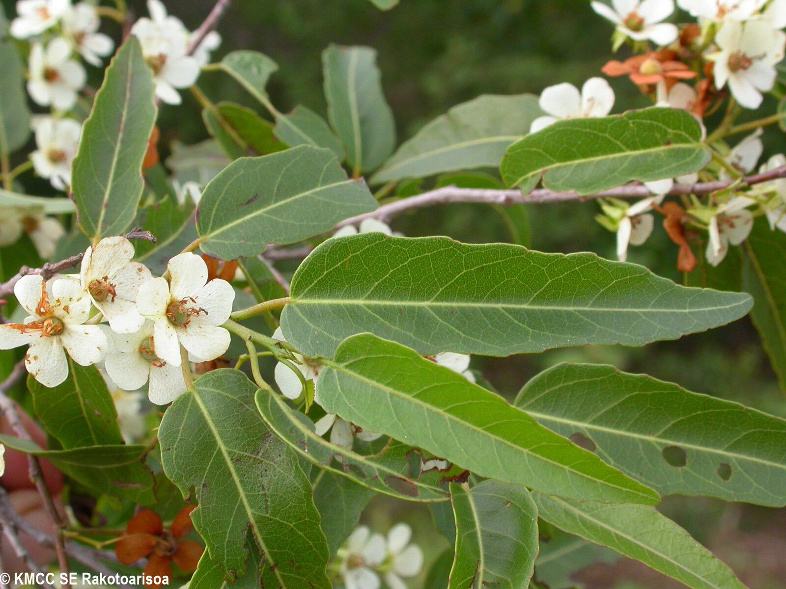 Dombeya anakaensis — houseplant care guide