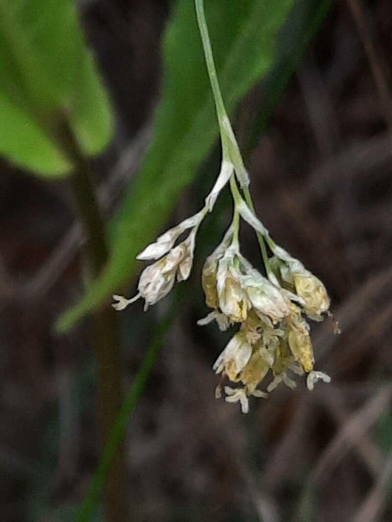 Luzula lutea flower