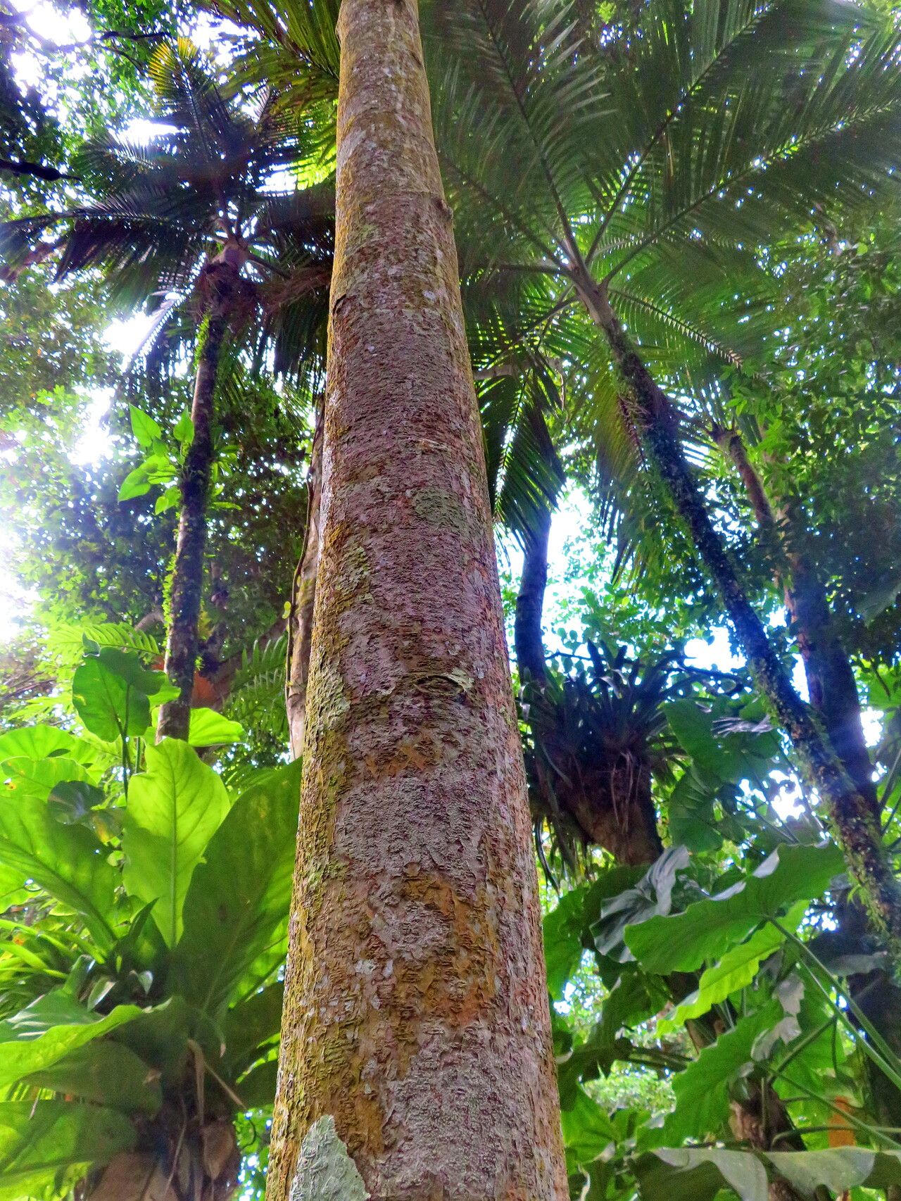 Ormosia krugii — houseplant care guide