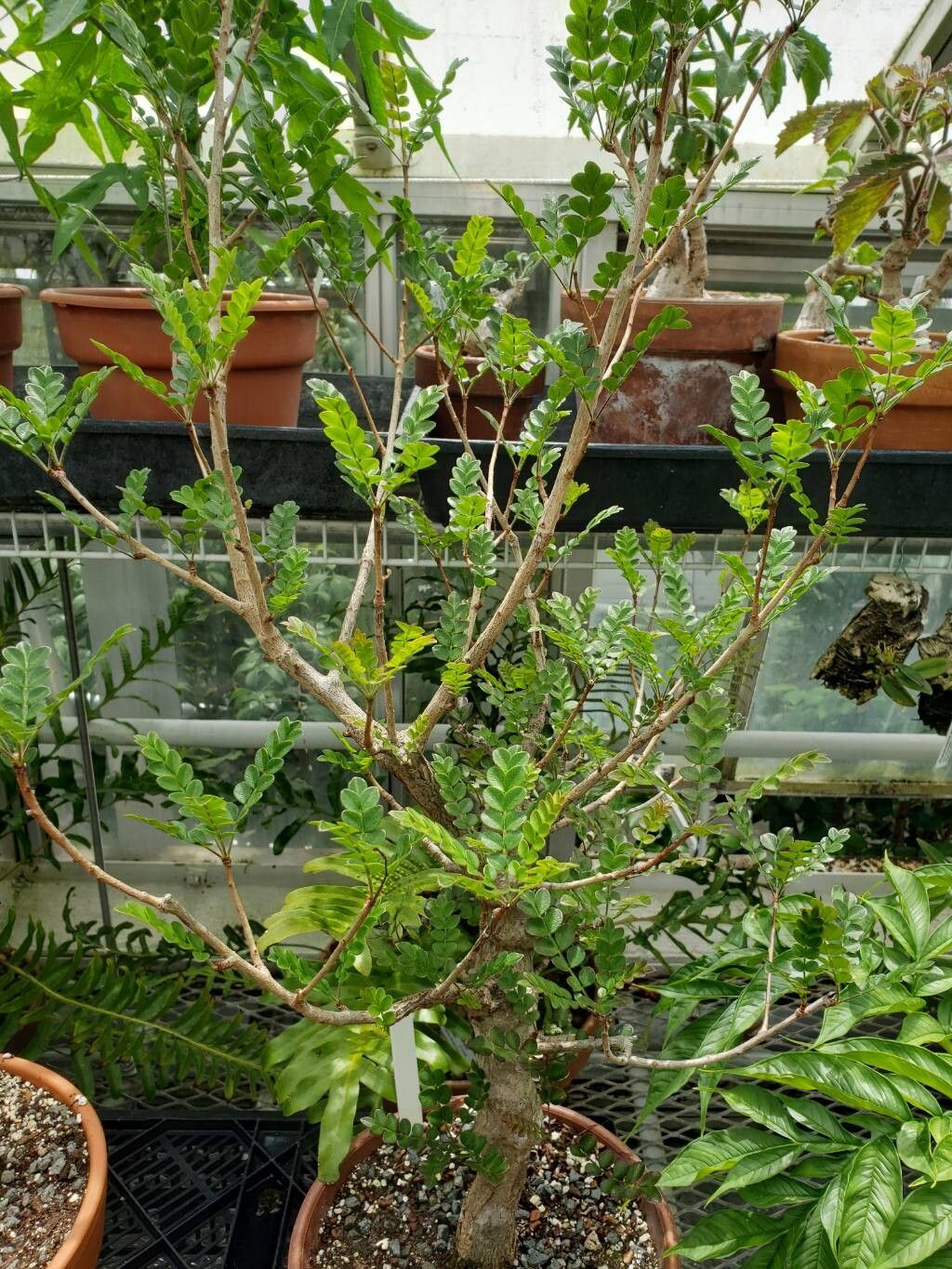 Operculicarya borealis habit