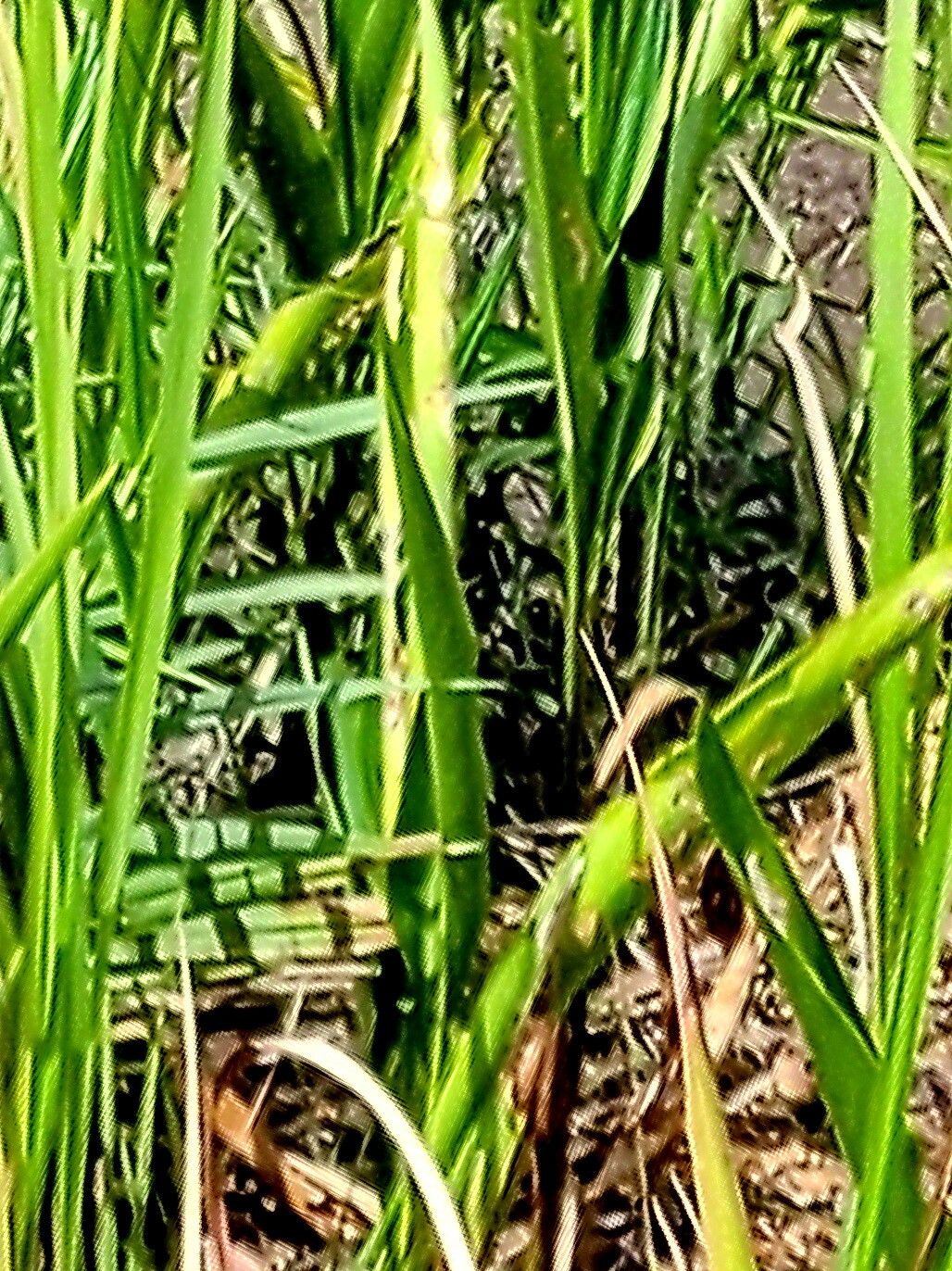 Imperata brasiliensis