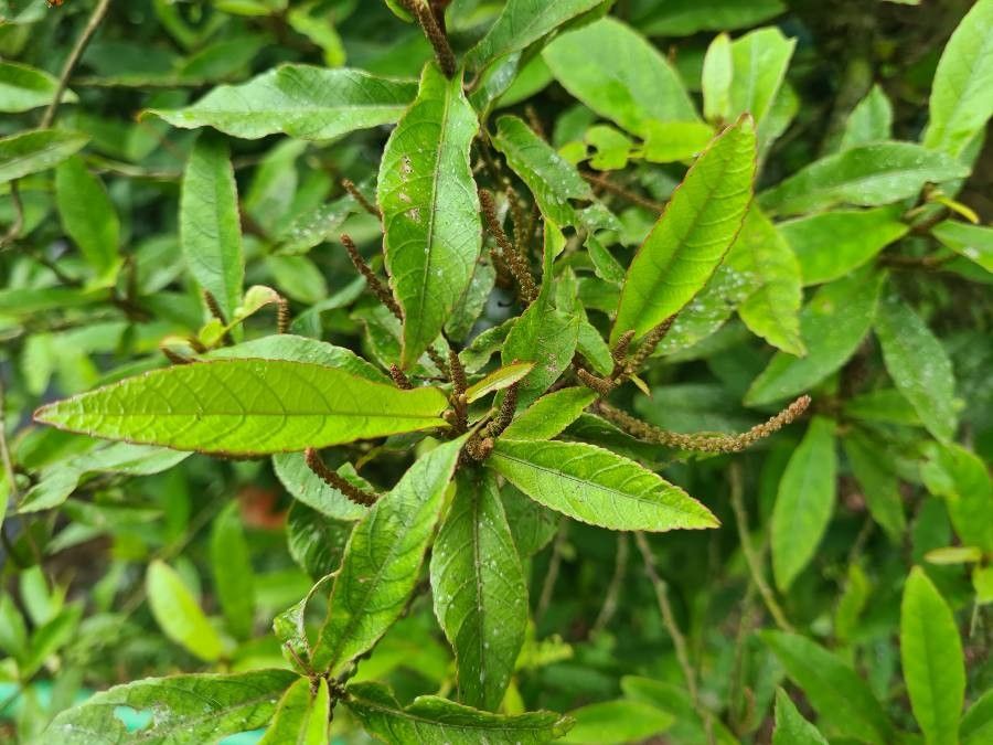 Acalypha integrifolia — search result for 'Acalypha'