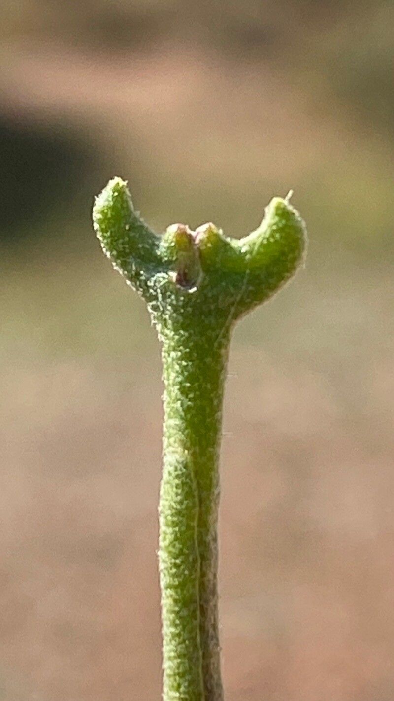 Matthiola lunata fruit