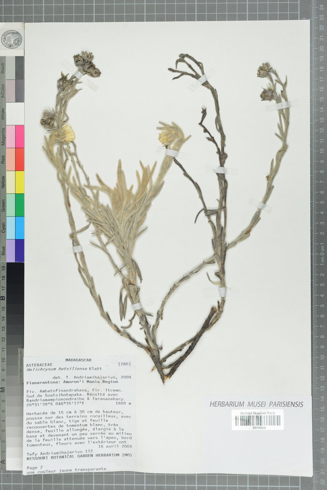 Helichrysum betsiliense — houseplant care guide