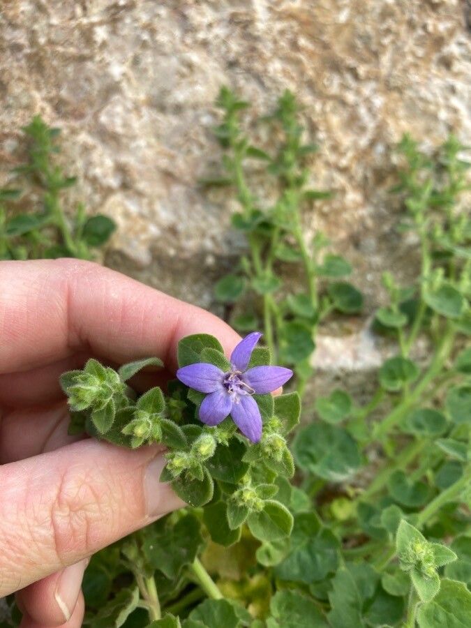 Campanula fenestrellata flower