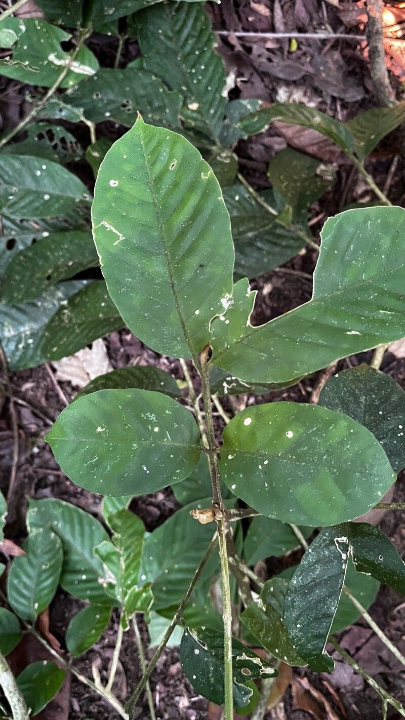 Guarea gentryi — houseplant care guide