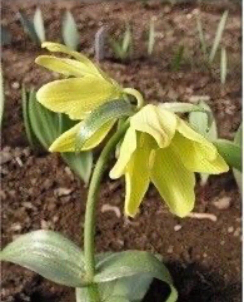 Fritillaria chitralensis — search result for 'Fritillaria'