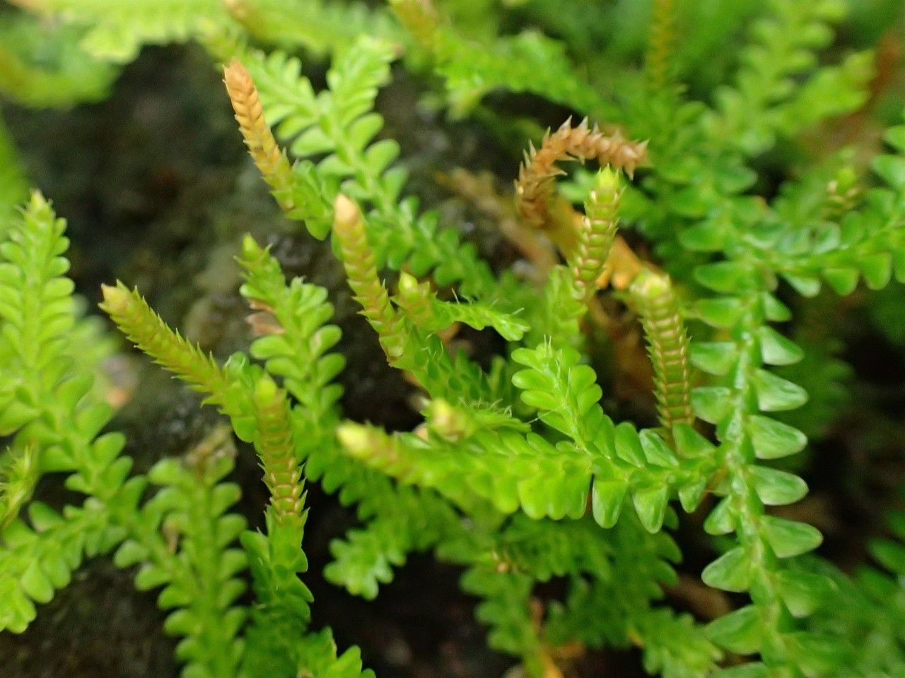 Selaginella obtusa habit