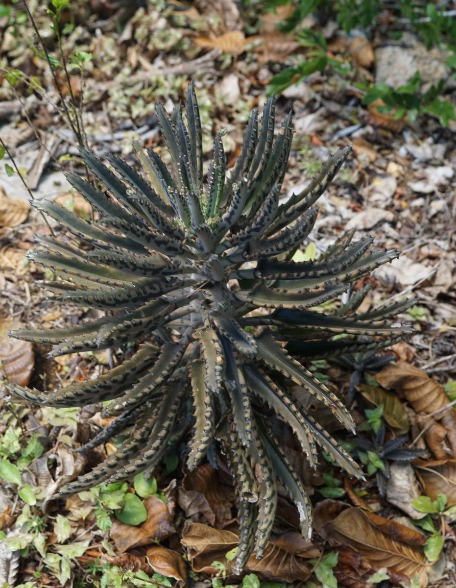 Kalanchoe rosei leaf