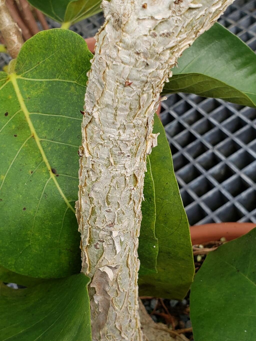 Ficus goldmanii bark