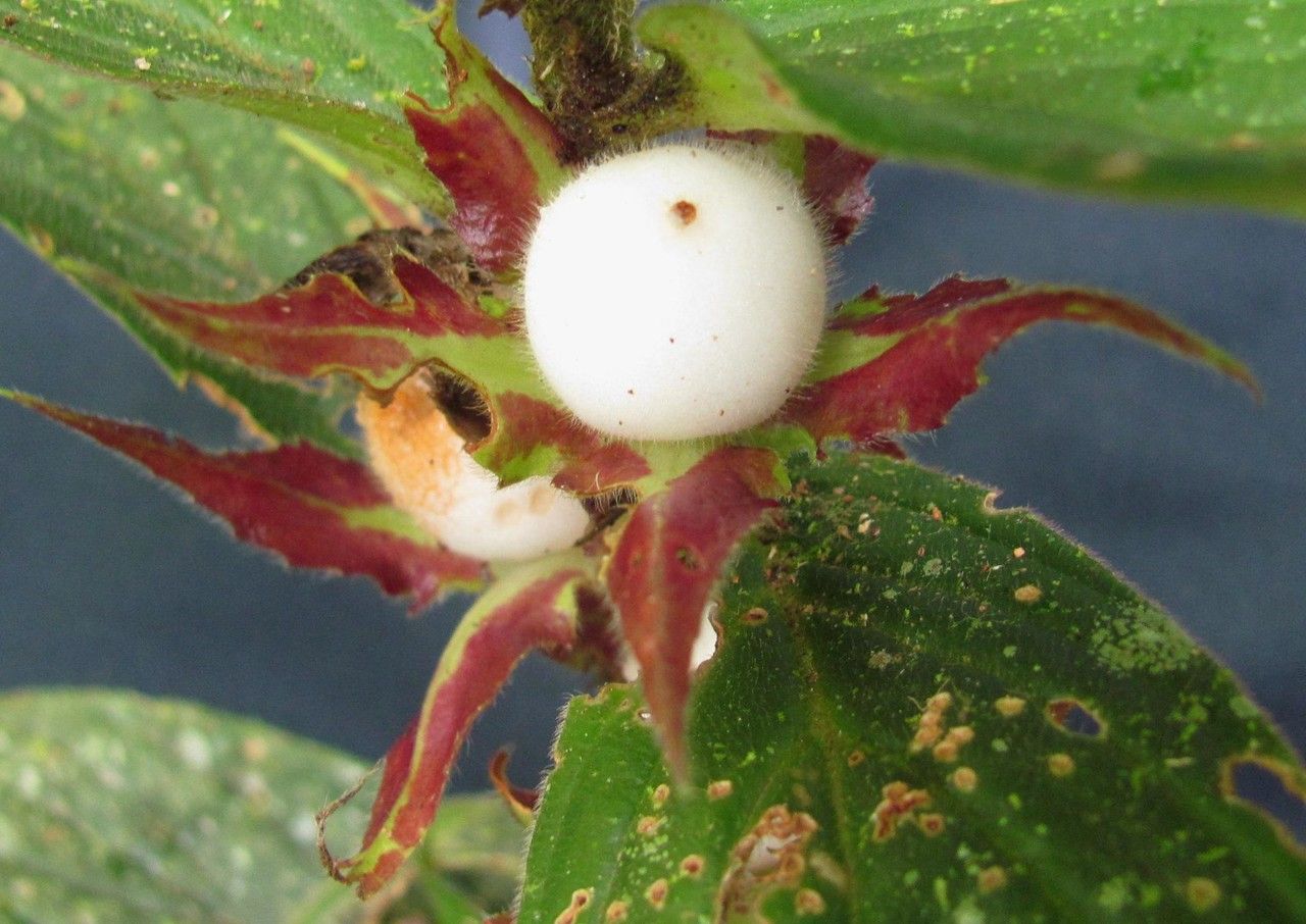 Columnea praetexta — houseplant care guide