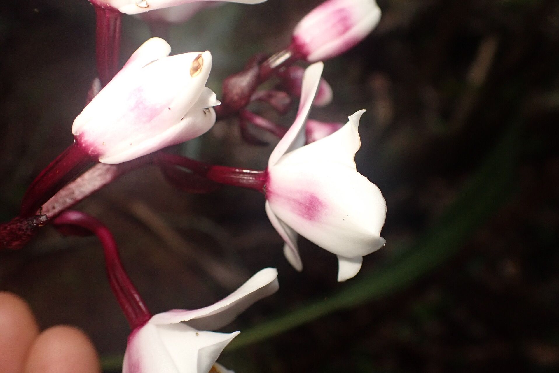 Eulophia elisabethae flower