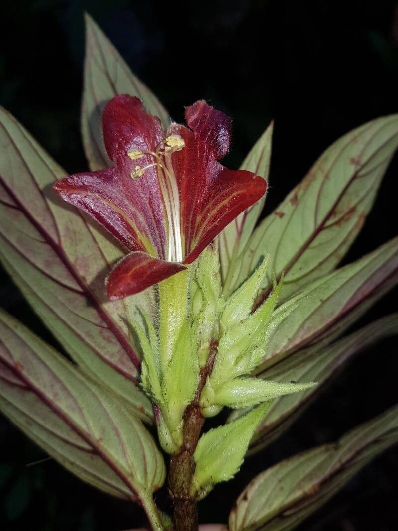 Columnea raymondii flower