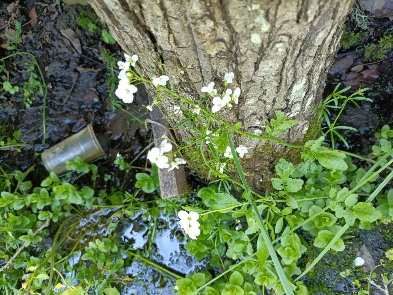 Cardamine penzesii — search result for 'Cardamine'