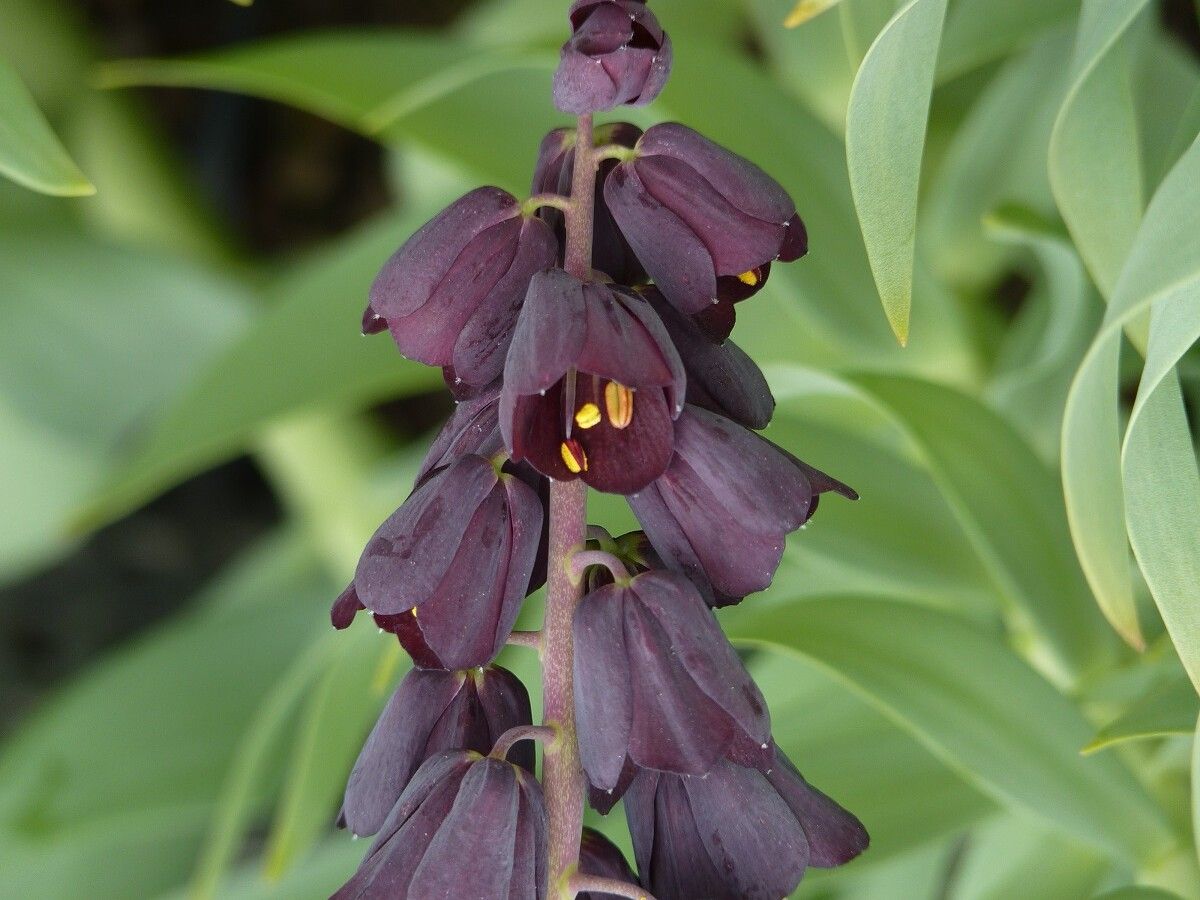 Fritillaria persica flower