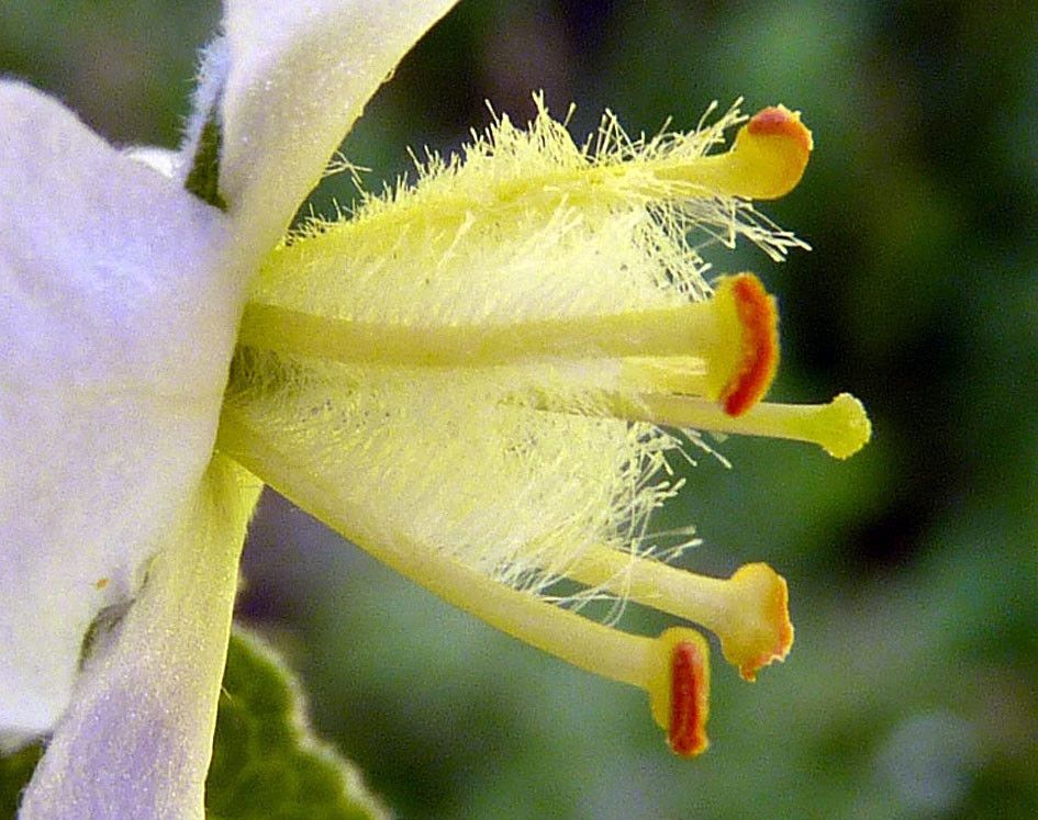 Verbascum × thapsi — search result for 'Verbascum'