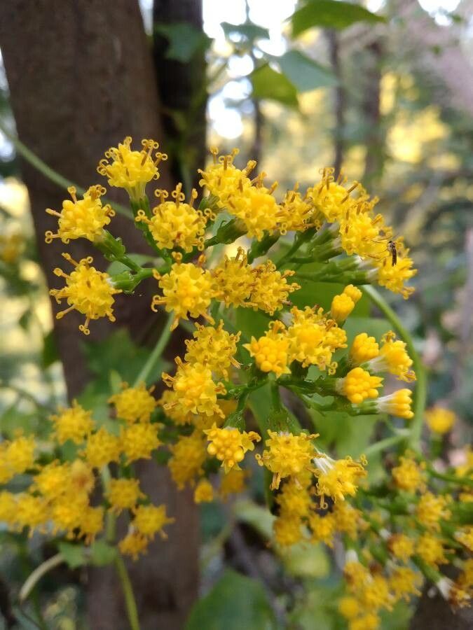 Delairea odorata flower
