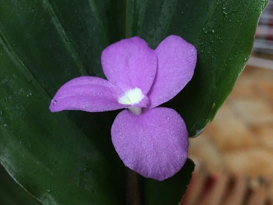 Kaempferia elegans flower