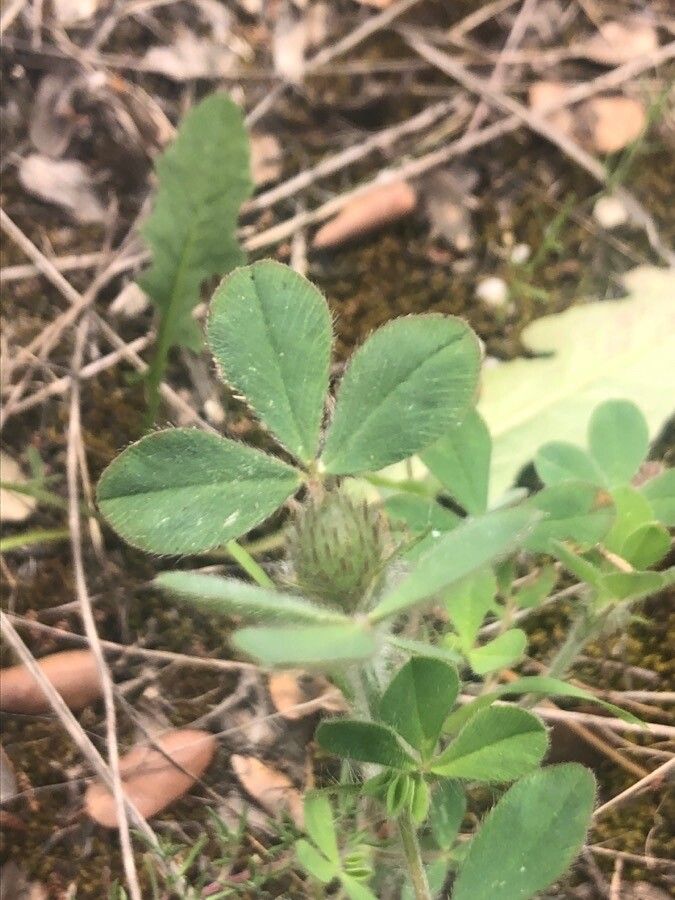 Trifolium hirtum leaf