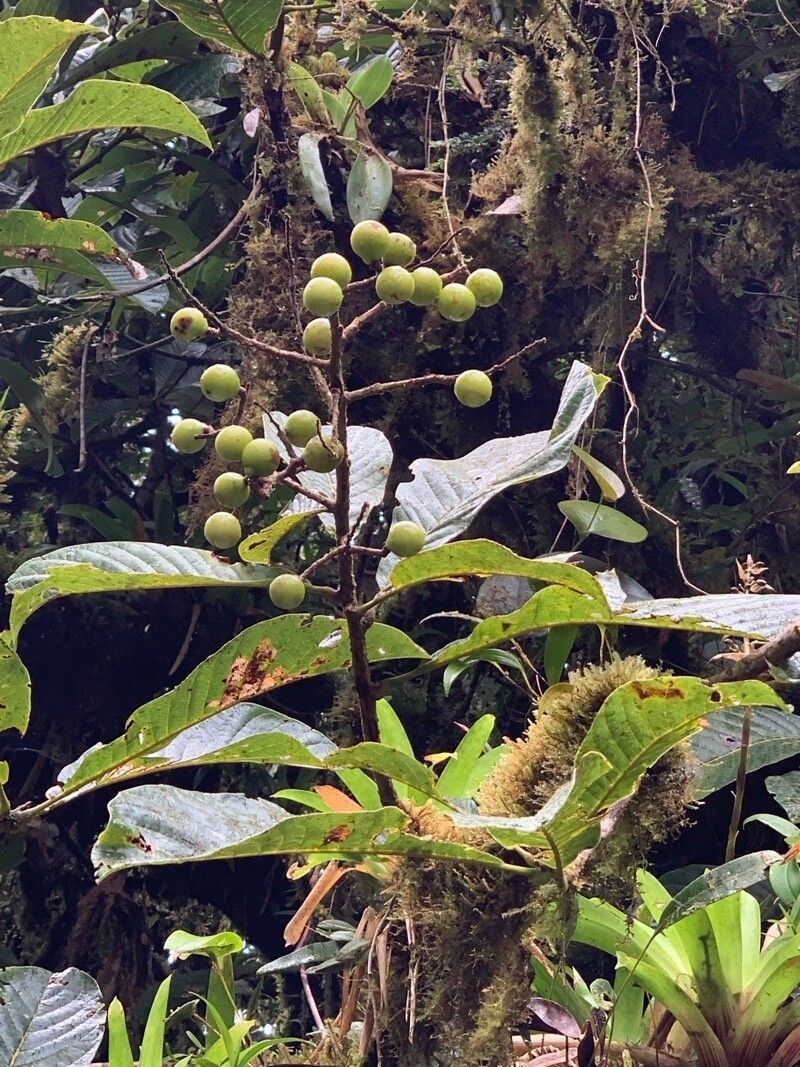 Meliosma brenesii — related species from the same genus