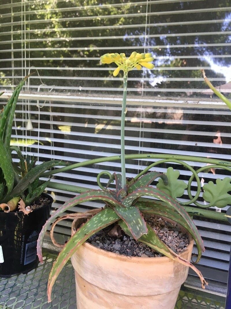 Aloe zubb flower