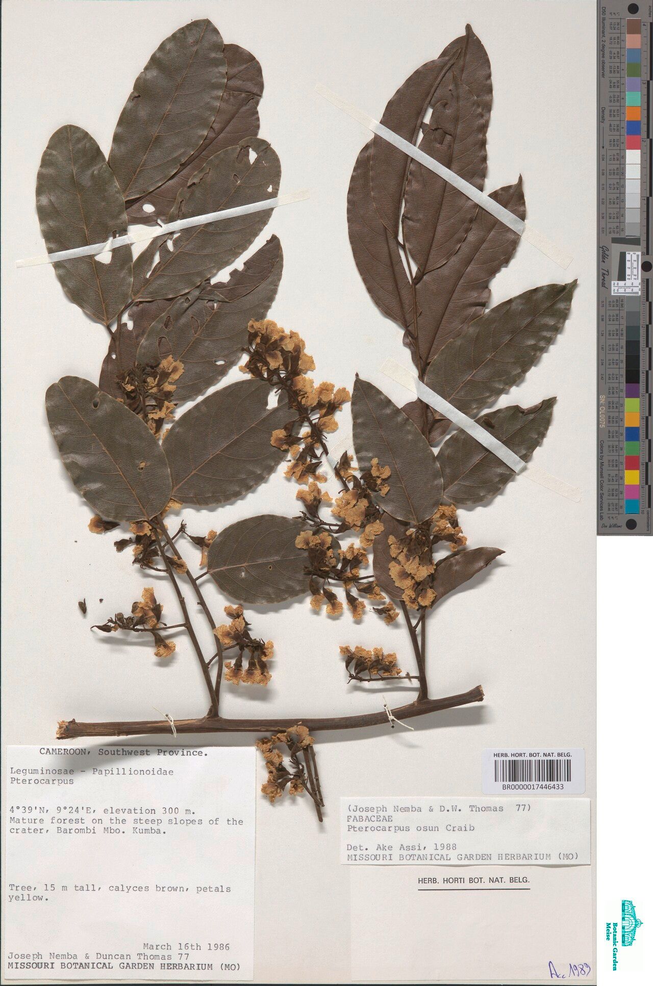 Pterocarpus osun — search result for 'Pterocarpus'