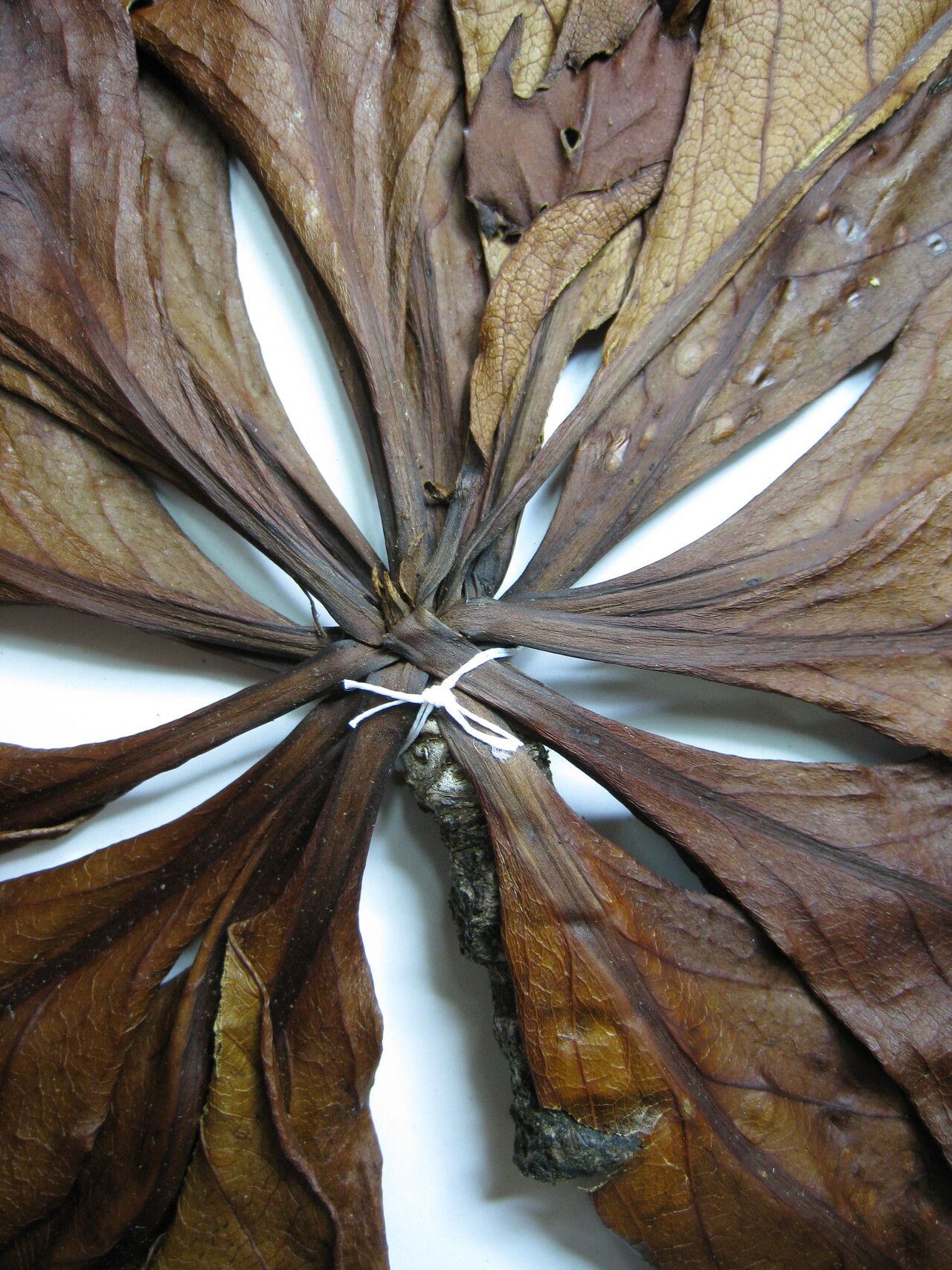 Terminalia macrophylla — houseplant care guide