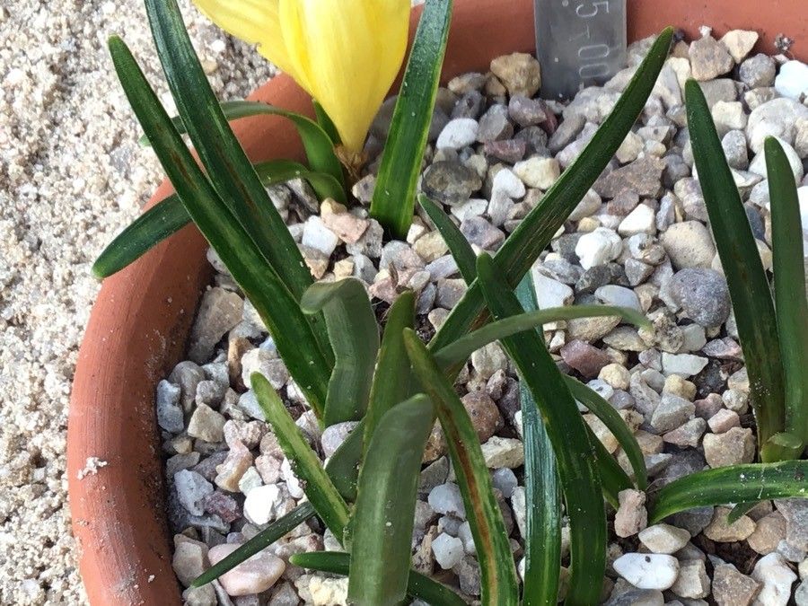Sternbergia lutea