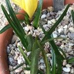 Sternbergia lutea