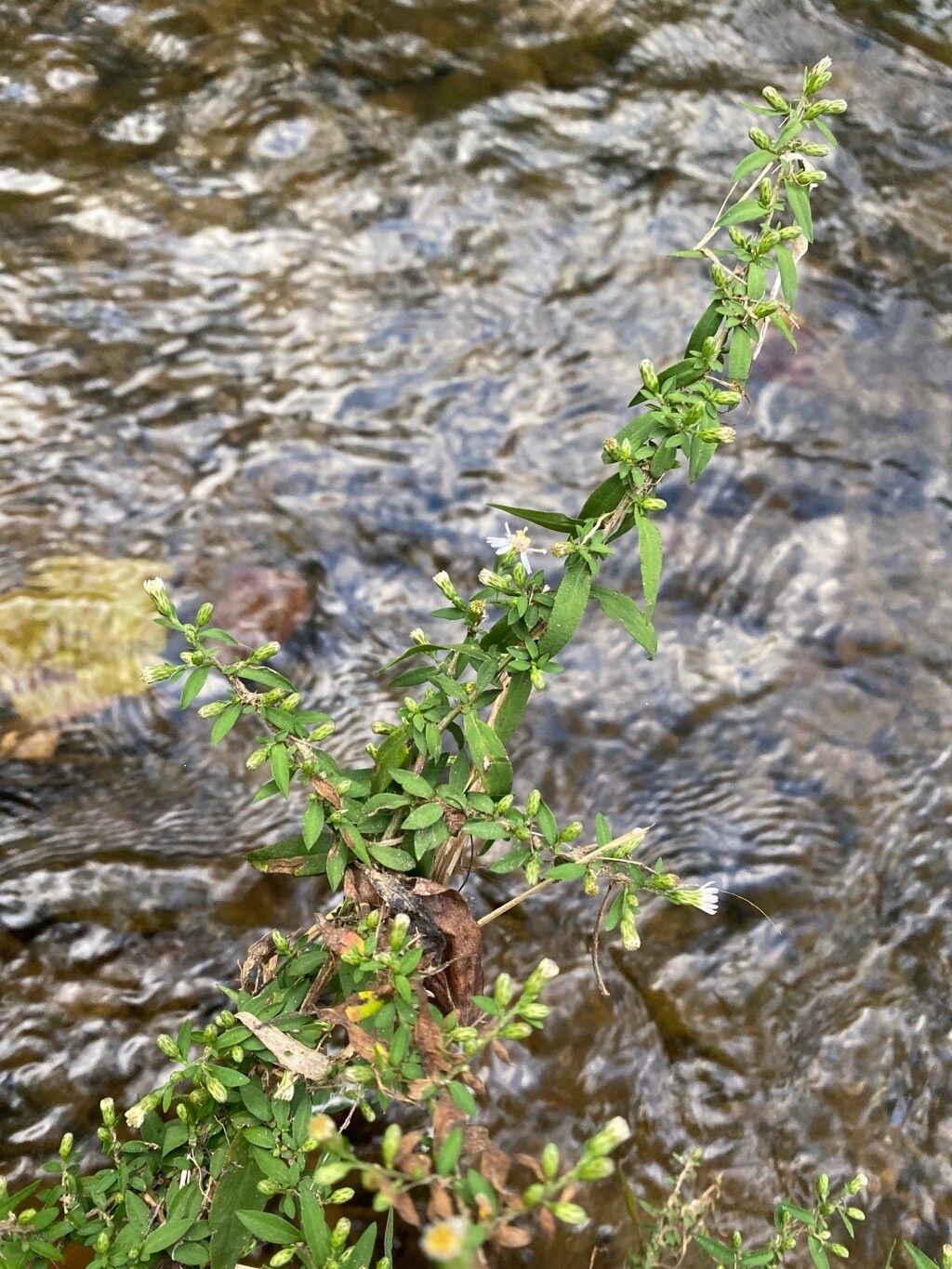 Symphyotrichum ontarionis — search result for 'Symphyotrichum'