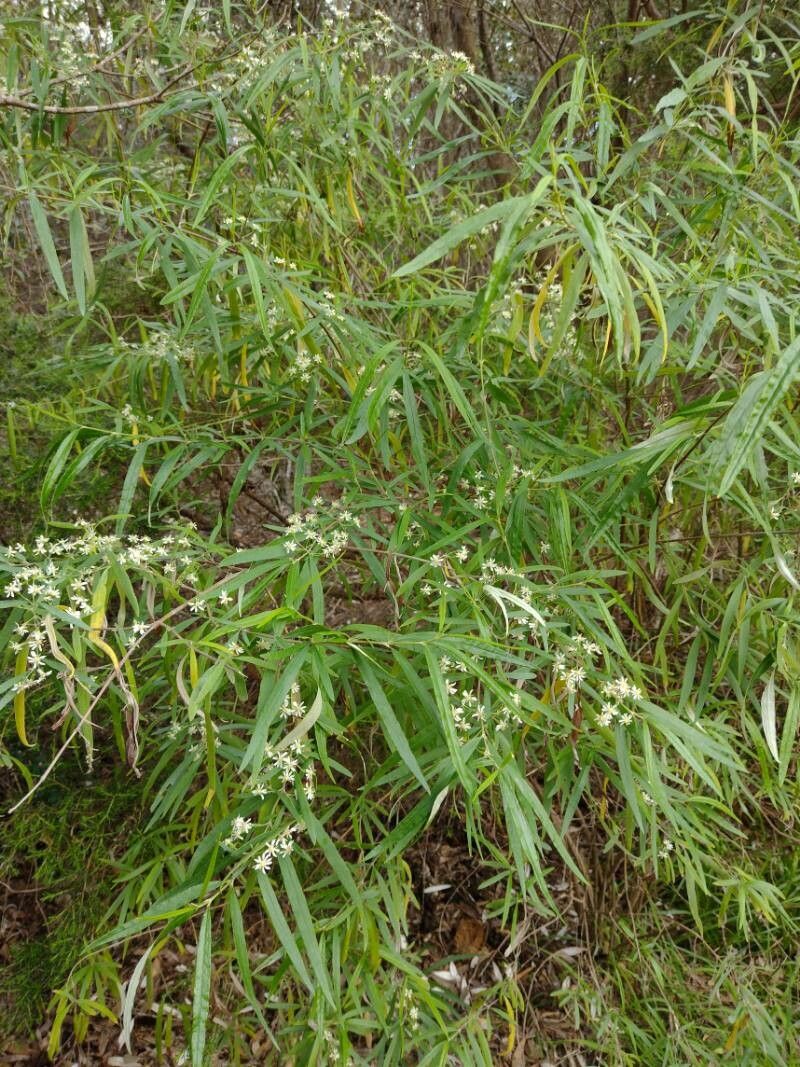 Olearia viscidula habit