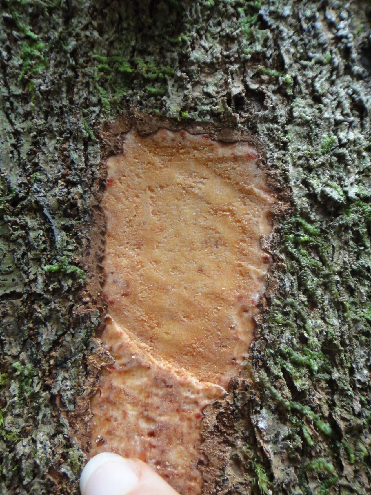 Kermadecia rotundifolia bark