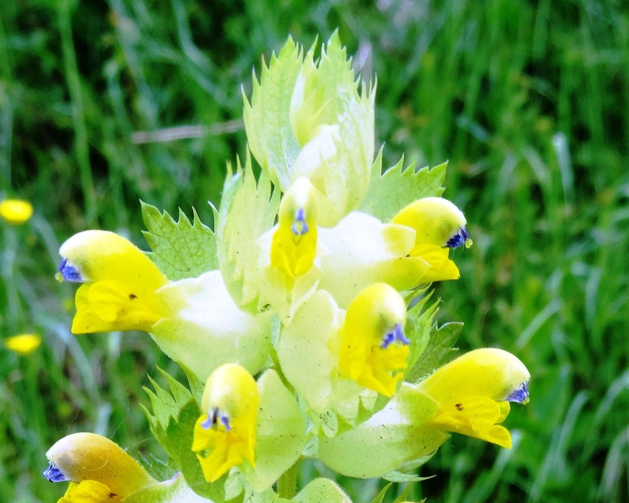 Rhinanthus angustifolius flower