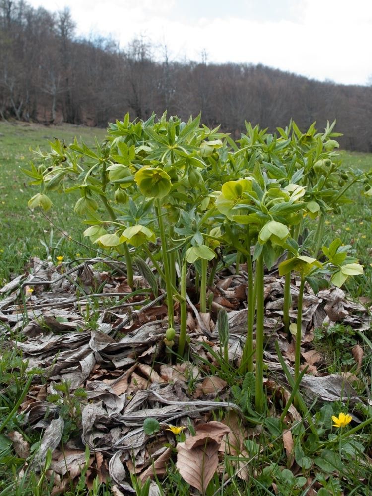 Helleborus cyclophyllus flower