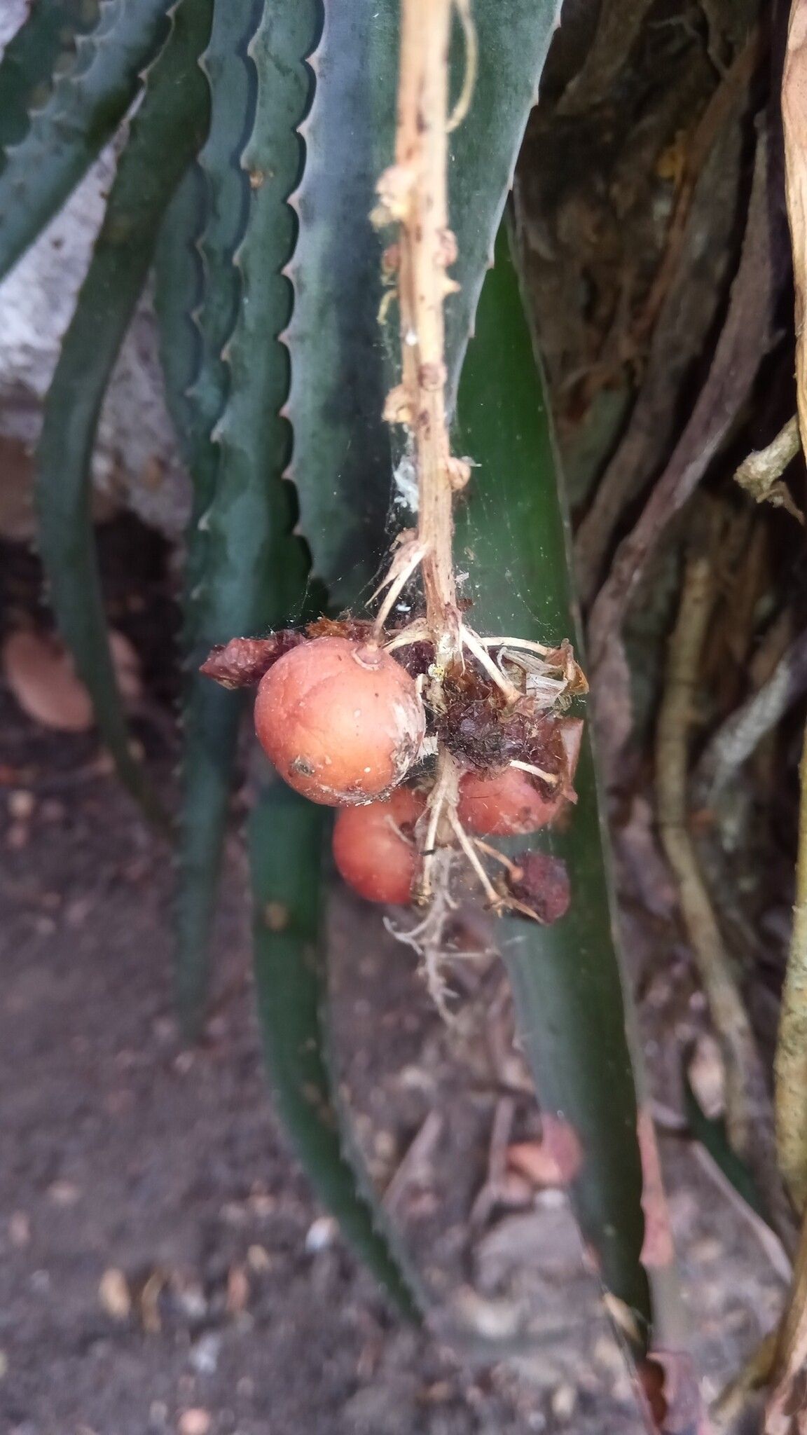 Aloe namorokaensis — houseplant care guide