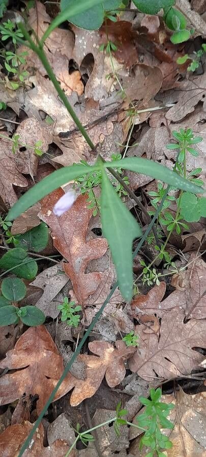 Cardamine nuttallii — search result for 'Cardamine'