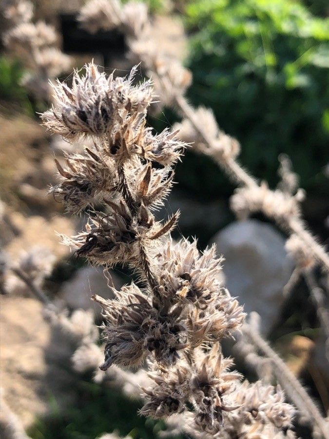 Echium boissieri — search result for 'Echium'