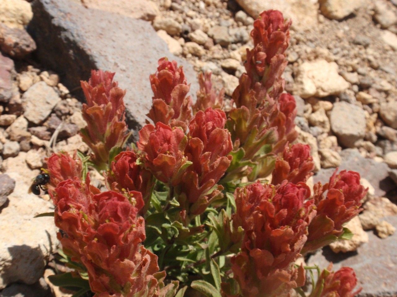 Castilleja arachnoidea habit