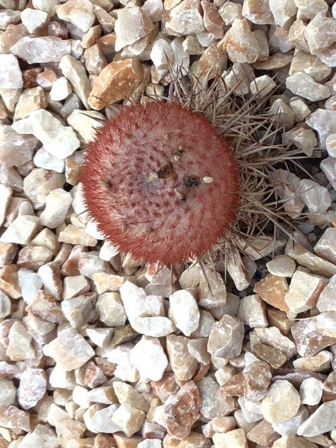 Melocactus neryi flower