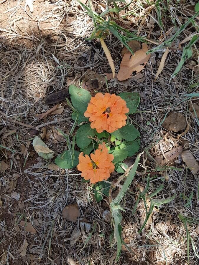 Crossandra fruticulosa — search result for 'Crossandra'