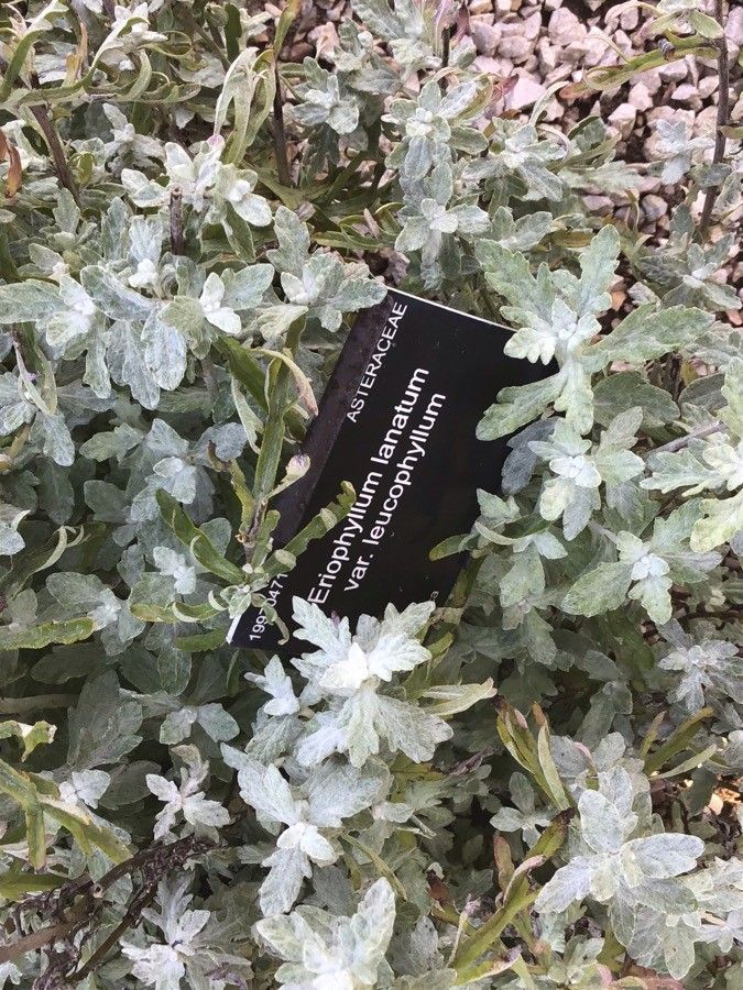 Eriophyllum lanatum habit