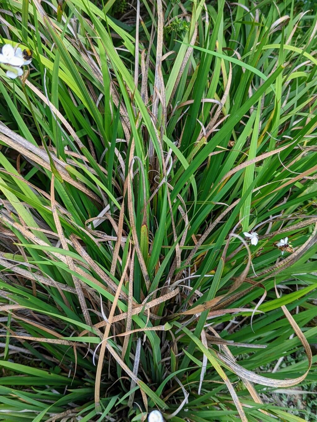 Libertia ixioides — related species from the same genus
