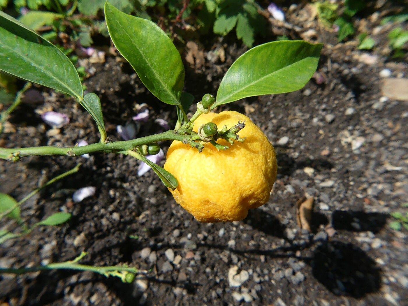 Citrus × aurantium fruit
