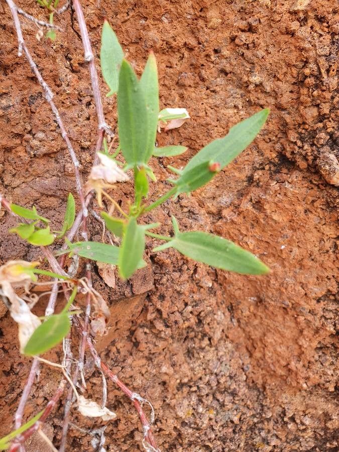 Rumex usambarensis — search result for 'Rumex'