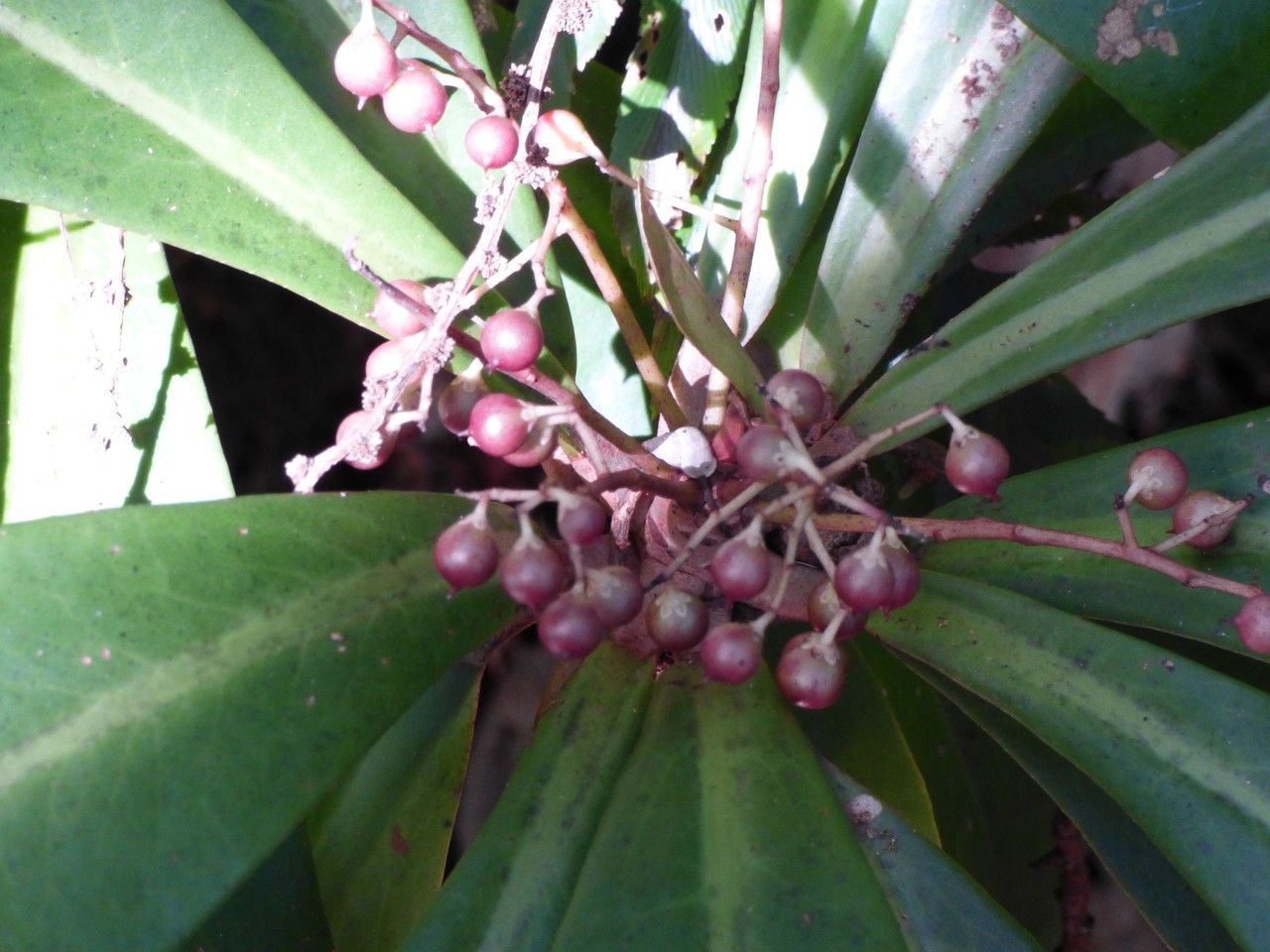 Badula barthesia fruit