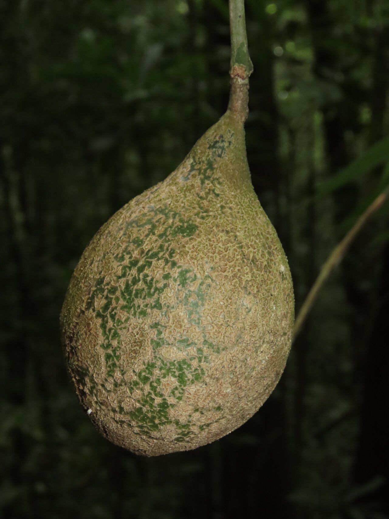 Posoqueria grandifructa fruit